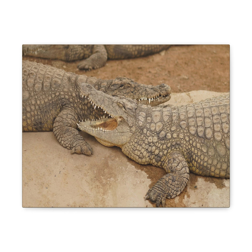 Alligator Couple Canvas Gallery Wraps Unframed